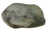 Fossil Whale Ear Bone - Miocene #144902-1